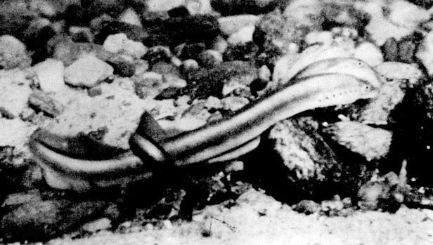 3. Самец европейской ручьевой миноги во время нереста хвостовой частью обвивает самку