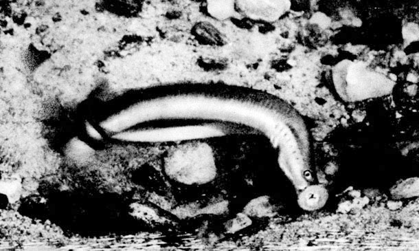 4. Самец европейской ручьевой миноги во время нереста присасывается к телу самки