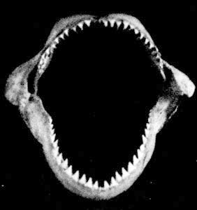 13. Зубы акулы-людоеда (Carcharodon carcharias)