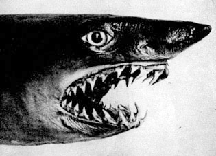 12. Вид акул Isurus oxyrinchus