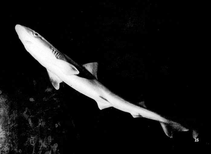20. Американская кунья акула (Mustelus canis)