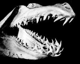 21. Зубы акулы Negaprion brevirostiis