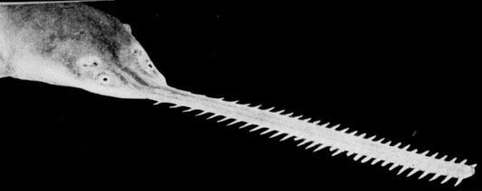 26. Обыкновенный пилорыл (Pristis pectinatus)