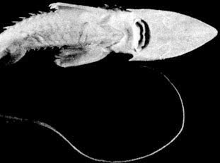 57. Амударьинский лопатонос (Pseudoscaphirhynclus kaufmanni)  - лопасть хвостового плавника заканчивается длинной нитью