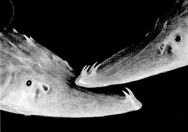 59. Амударьинский лопатонос (Pseudoscaphirhynclus kaufmanni)  - шипы на верхней части рыла