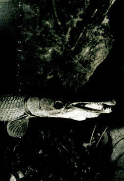 65. Кубинский панцирник проглатывает 50-сантиметровую каймановую рыбу
