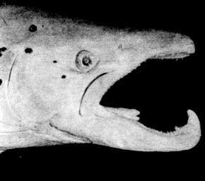 68. Благородный лосось, или семга (Salmo salar) - деформация челюсти у самца в период размножения