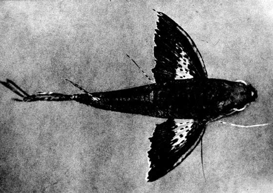104. Рыба-мотылек (Pantodon bucholzi) - вид сверху