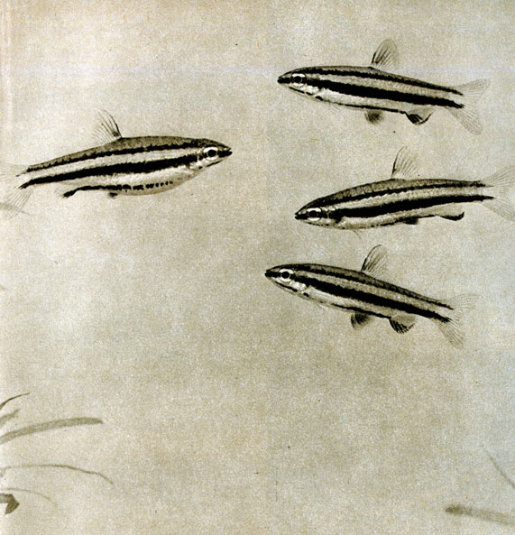 187. Три самца и одна самка маргинатуса (Nannostomus marginatus)
