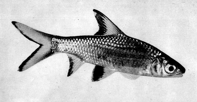 253. Balantiocheilus melanopterus