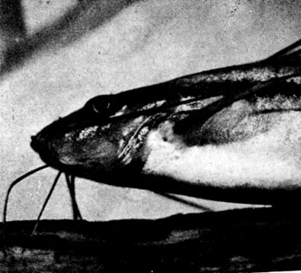353. Pimelodella gracilis - на верхней челюсти пара длинных усиков