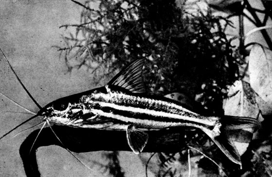 355. Рыба рода Pimelodus