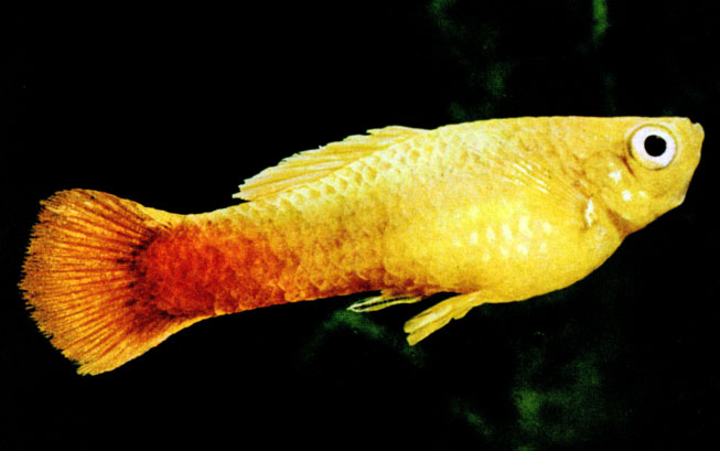 Табл. 32, а. Meri-Gold-Platy - цветовая мутация пецилии трехцветной (Xiphopliorus variatus)