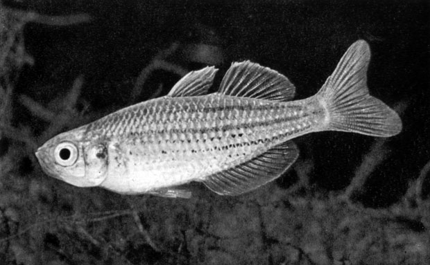 505. Радужная рыбка (Nematocentris maccullochi)