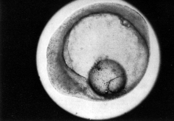 535. Окунь обыкновенный (Perca fluviatilis) - эмбрион через 50 часов после оплодотворения
