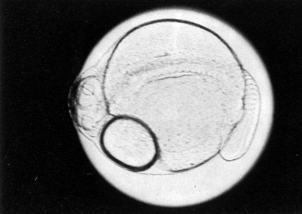 536. Окунь обыкновенный (Perca fluviatilis) - эмбрион в возрасте 110 часов