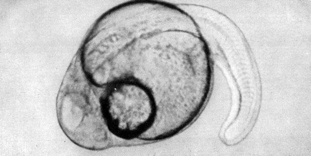 537. Окунь обыкновенный (Perca fluviatilis) - хвостовая часть эмбриона заанимает почти половину длины тела