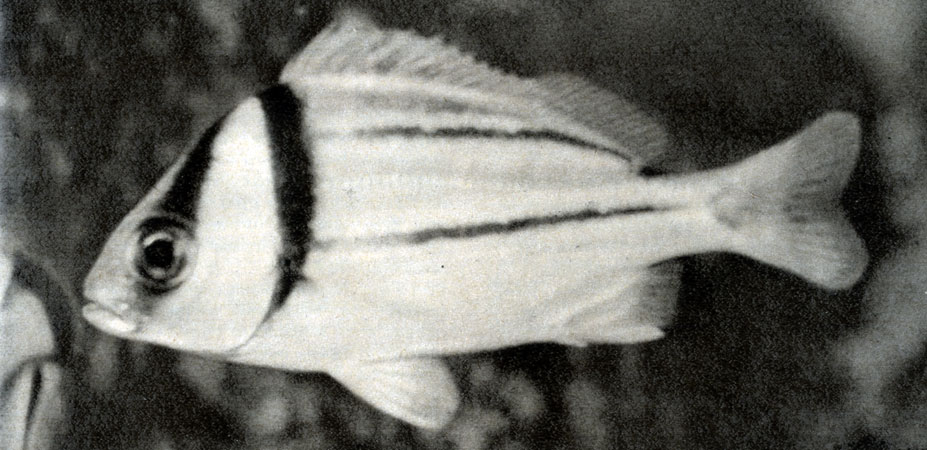 548. Каталинетa (Anisotremus virginicus)