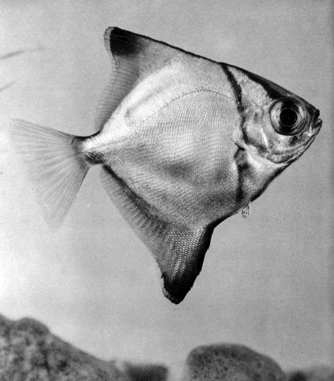 563. Серебряная рыба-ласточка (Psettus argenteus)
