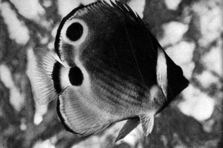 575. Рыба-бабочка (Chaetodon lunula)