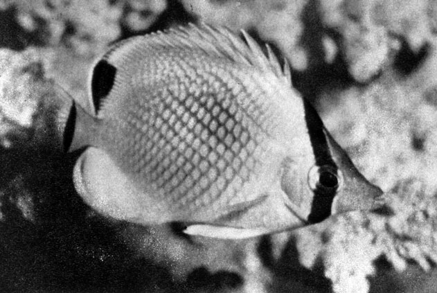 582. Рыба рода Chaetodon