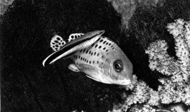 595. Pomacanthus maculosus с губаном-чистильщиком