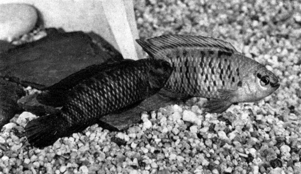 604. Рыба-хамелеон (Badis badis) - импонирующее положение самца при нересте