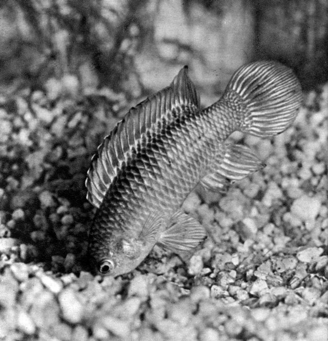605. рыба-хамелеон (Badis badis) - самка углубляет ямку в песке