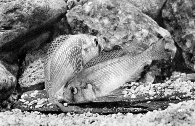 671. Подготовка к нересту Haplochromis burtoni