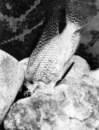 670. Укрытия, в которых самка Haplochromis burtoni может скрыться