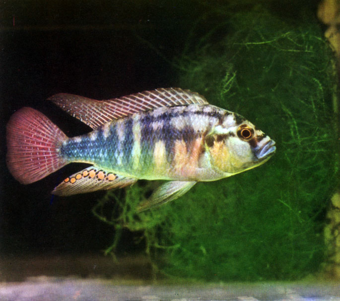 Табл. 50. Haplochromis burtoni