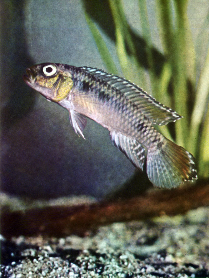 Табл. 51. Nannochromis dimidiatus