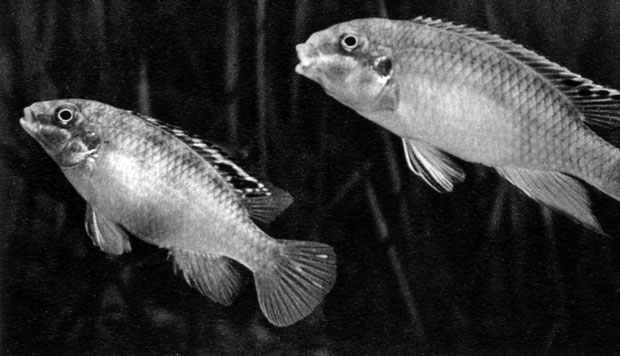 684. Пельматохромис крибенсис (Pelvicachromis pulcher, син. Pelmatochromis kribensis)