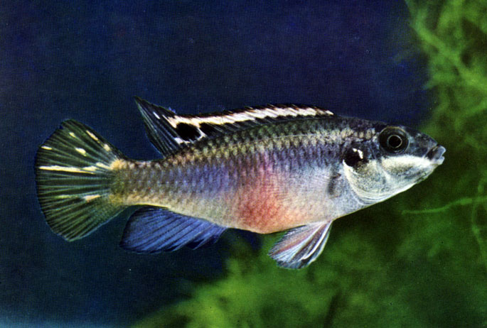 Табл. 52, а. пельматохромис крибенсис (Pelvicachromis pulcher, син. Pelmatochromis kribensis)