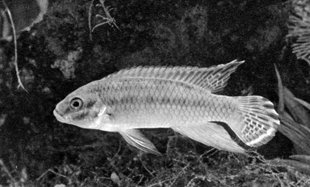 687. Pelvicachromis taeniatus (син. Pelmatochromis klugei)