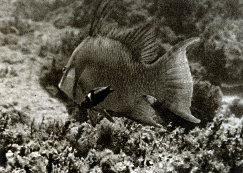 713. Длинноперый губан (Lachnolaimus maximus) в сопровождении Chlorichthys bifasciatus