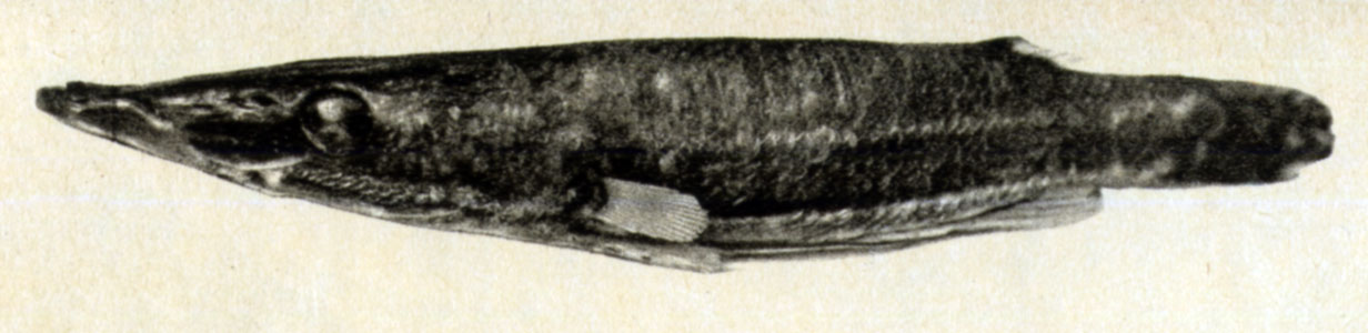 760. Luciocephalus pulcher