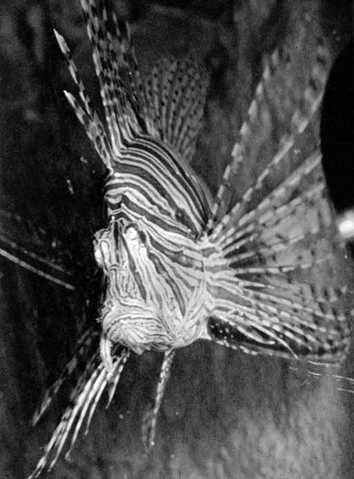 771. Pterois antennata