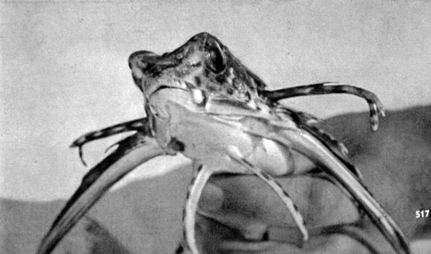 783. Средиземноморский долгопер (Dactylopterus volitans)