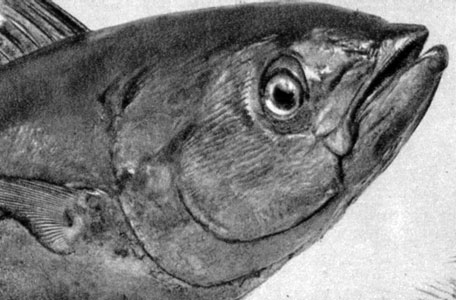 784. Обыкновенный тунец (Thunnus thynnus)