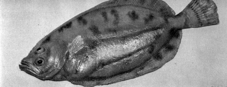 786. Rhombus megastomus (син. Lepidorhombus whiffiagonis)