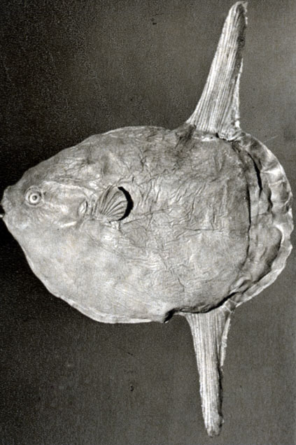 820. Луна-рыба (Mola mola)