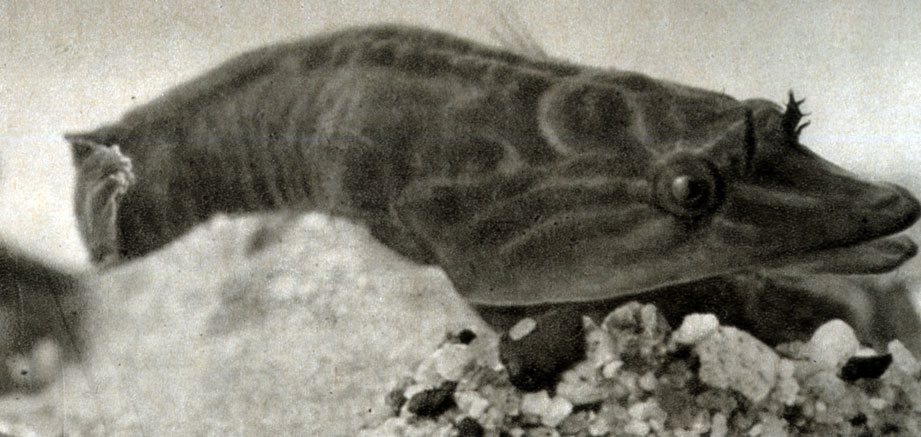 821. Рыба-присоска (Lepadogaster lepadogaster, син. Lepadogaster gouani)