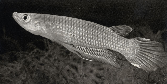 412. Полосатая светлоглазка, или линеатус (Aplocheilus lineatus)