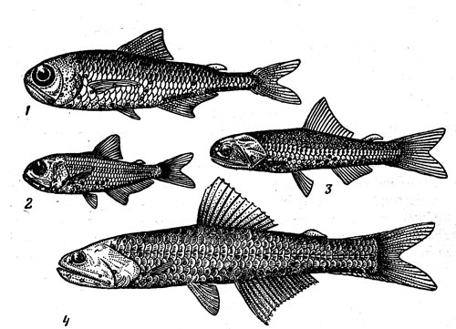 § Особенности размножения рыб / Биология 7 класс