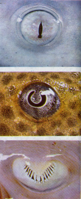Узкая щель зрачка серой акулы (вверху) регулирует количество поступающего в глаз света, а у панцирного сома (в центре) и ската (внизу) есть для этого особый глазной щиток.