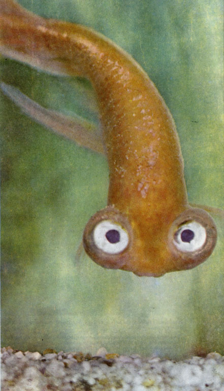 Телескопические глаза азиатской золотой рыбки 'небесное око', расположенные на выступах головы, хорошо собирают световые лучи, но взгляд их может быть направлен только вперед или вверх.