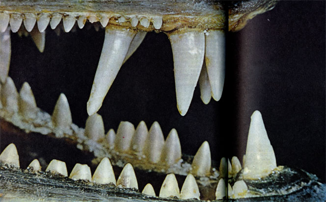 Длинными клыками свирепый хищник барракуда хватает добычу, после чего разрывает ее более мелкими кинжаловидными зубами.