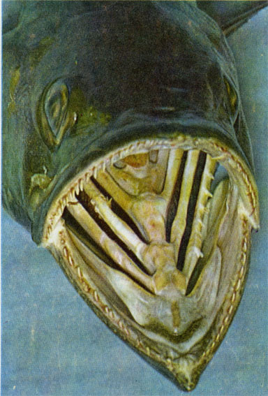 Дыхательный аппарат типичного представителя рыб, королевской макрели. Видны жаберные дуги с бахромой жаберных лепестков на их заднем крае, пронизанных густой сетью кровеносных сосудов.