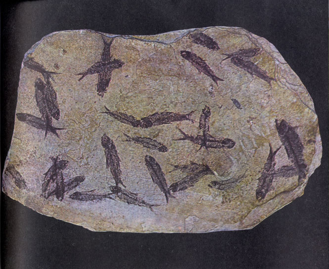 Каменная страница эволюционной летописи. Эти отпечатки оставили мелкие, похожие на сельдь рыбы, жившие 50 миллионов лет назад.